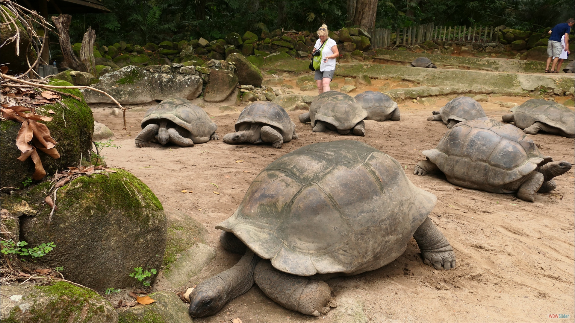 Aldabra-Riesenschildkröte (Aldabrachelys gigantea)