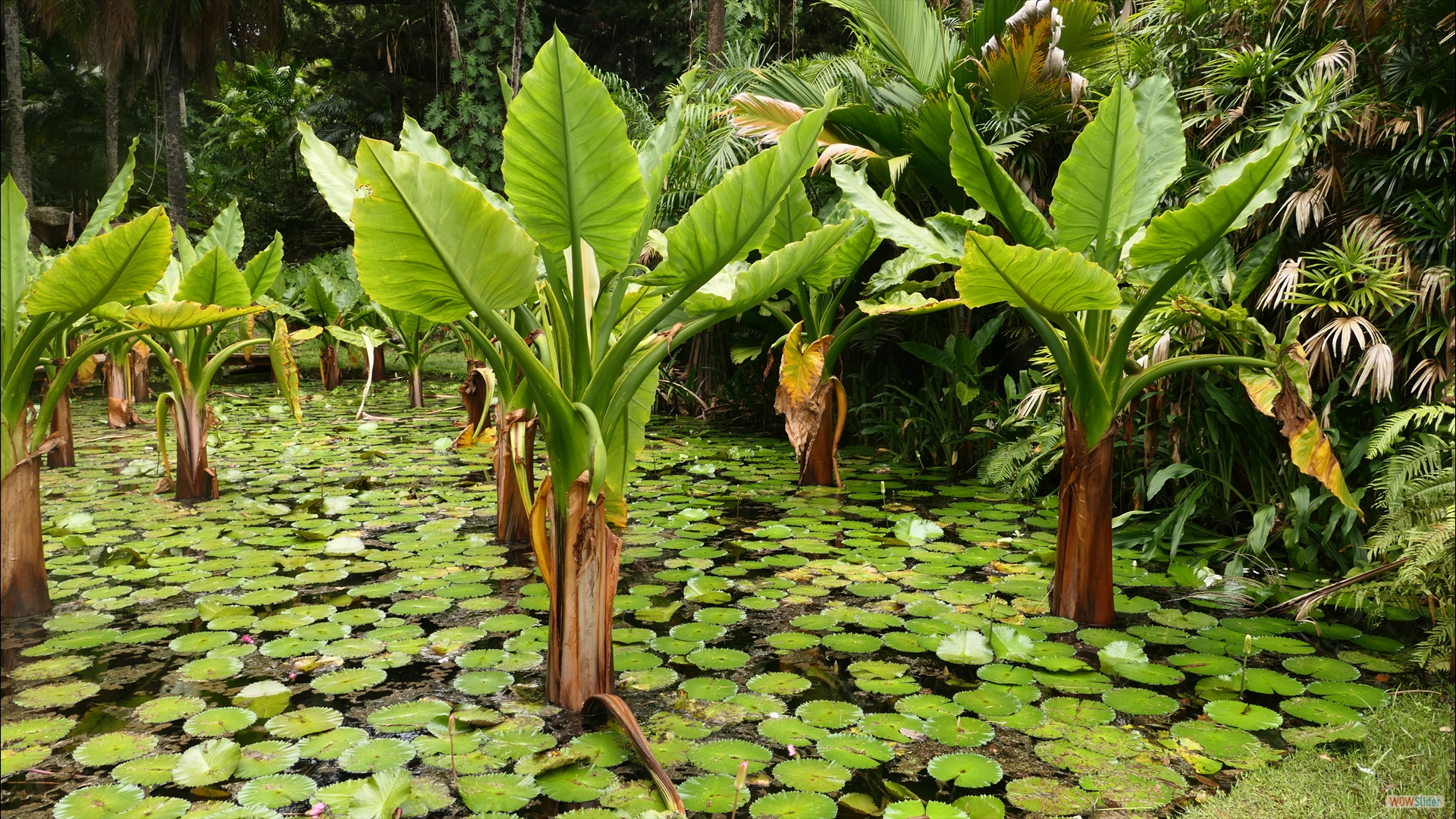 Aquatischer Riesenaronstab (Typhonodorum lindleyanum)