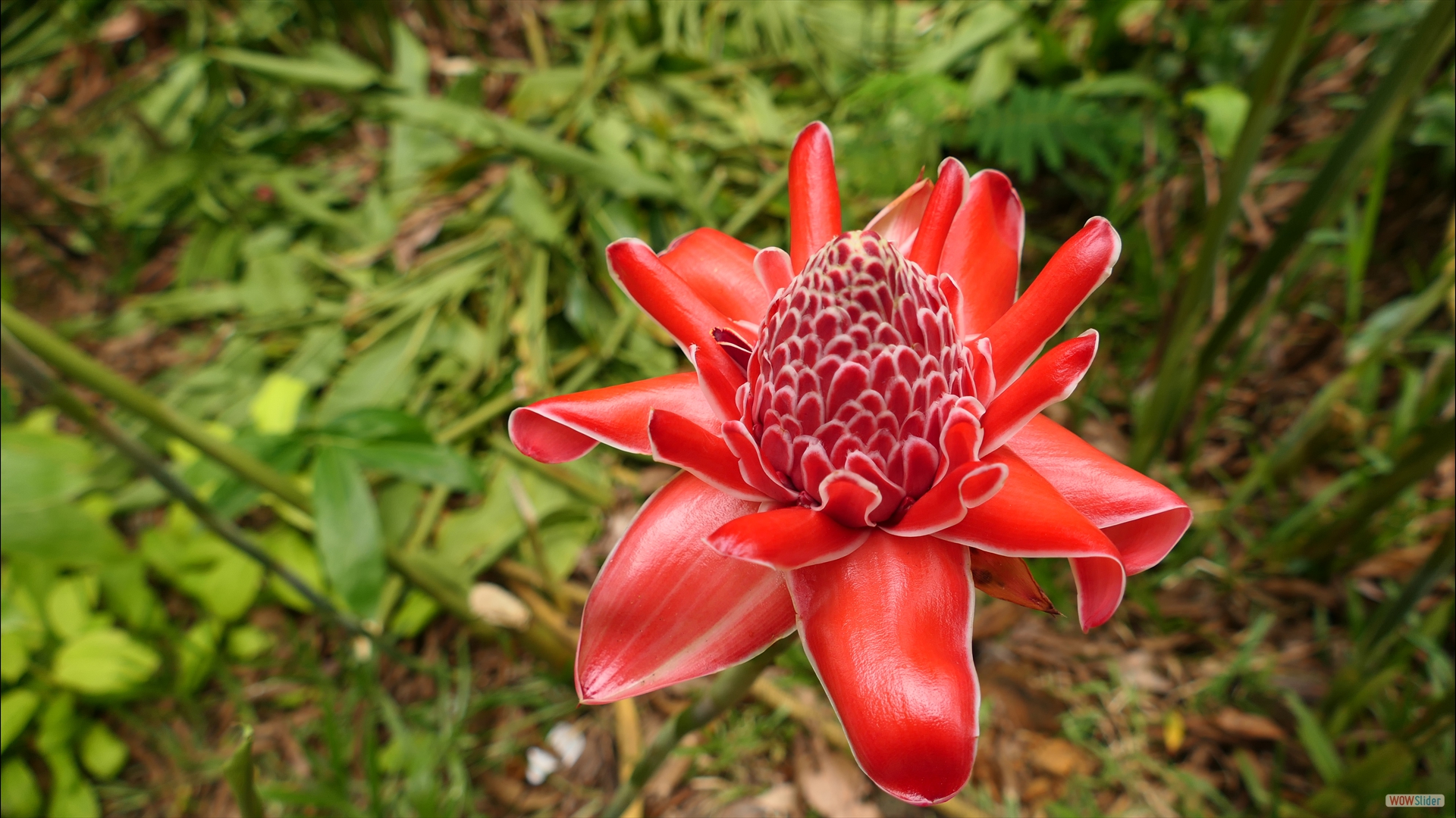 Fackel-Ingwer (Etlingera elatior)