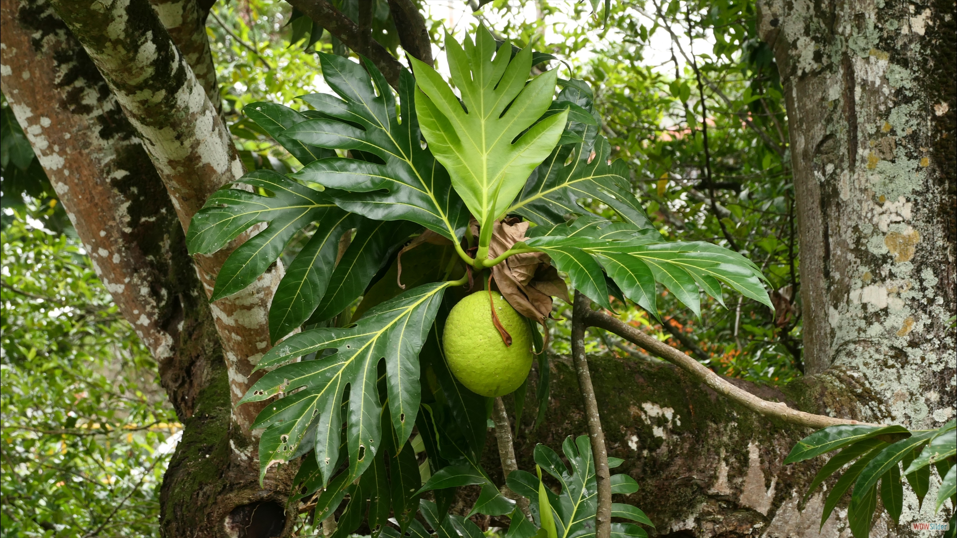 Brotfrucht (Artocarpus altilis)