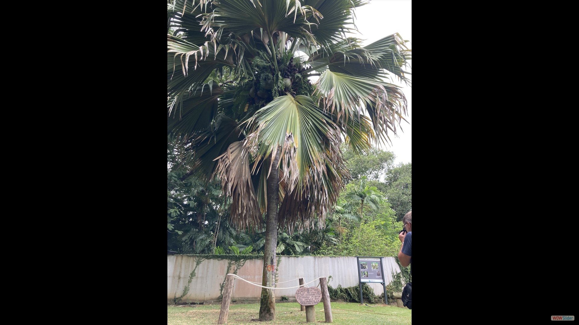 Seychellenpalme (Lodoicea maldivica) - gepflant am 19.10.1956