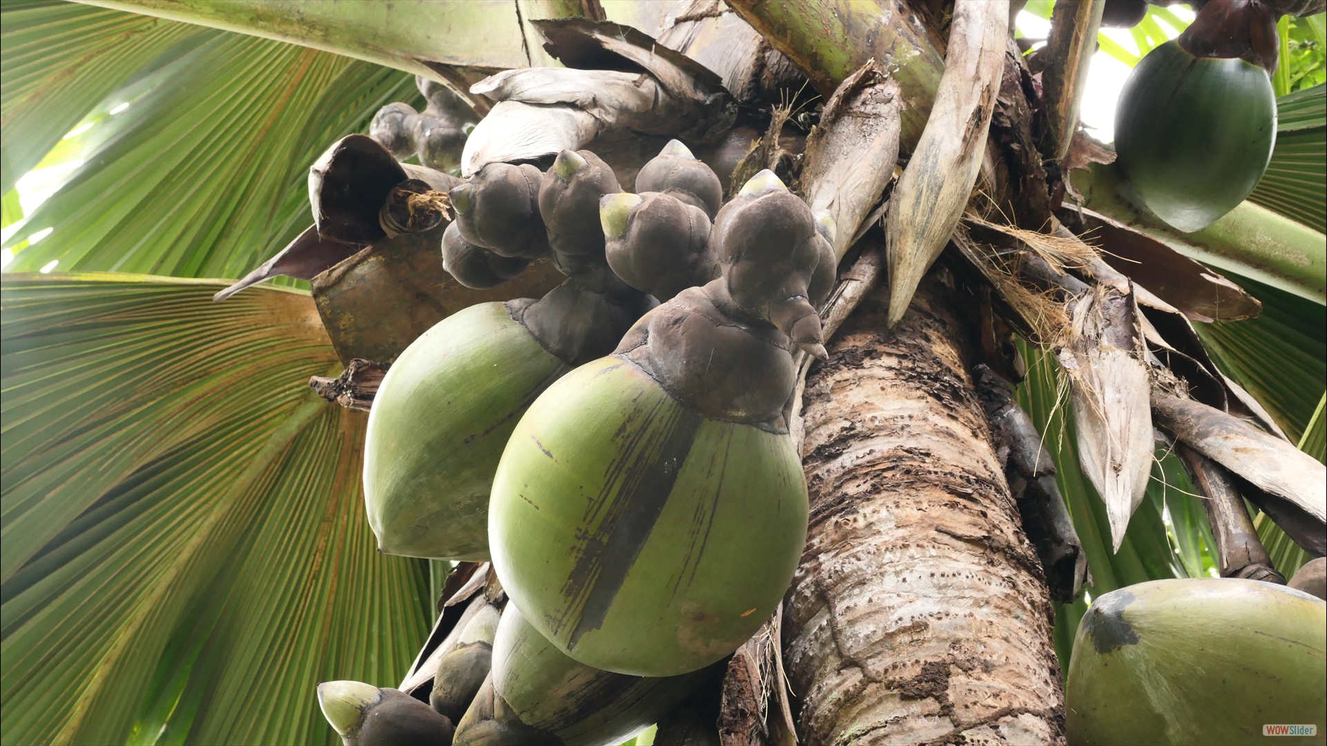 Seychellenpalme (Lodoicea maldivica) - weiblich