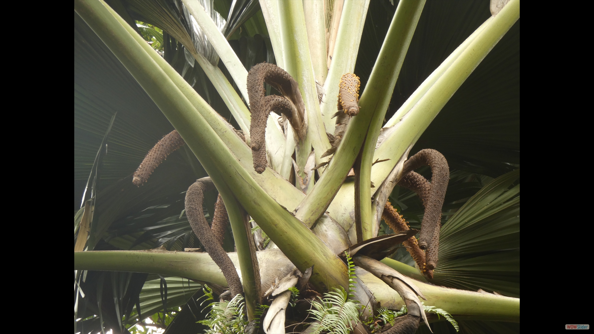 Seychellenpalme (Lodoicea maldivica) - männlich