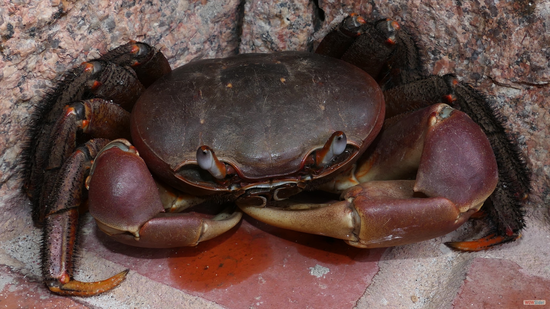 Indonesische Riesenlandkrabbe, Aldabra-Landkrabbe (Cardisoma carnifex)