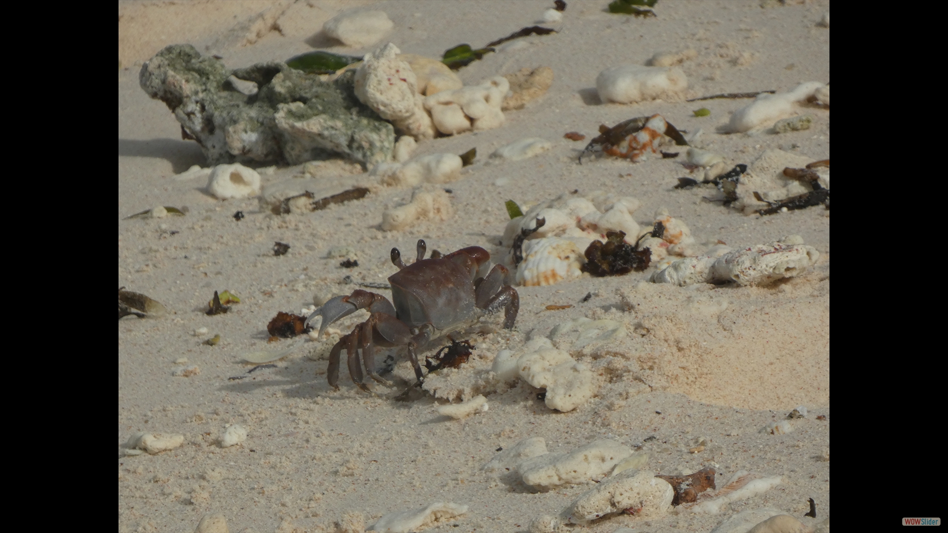 Ostafrikanische Strandkrabbe (Ocypode ryderi)