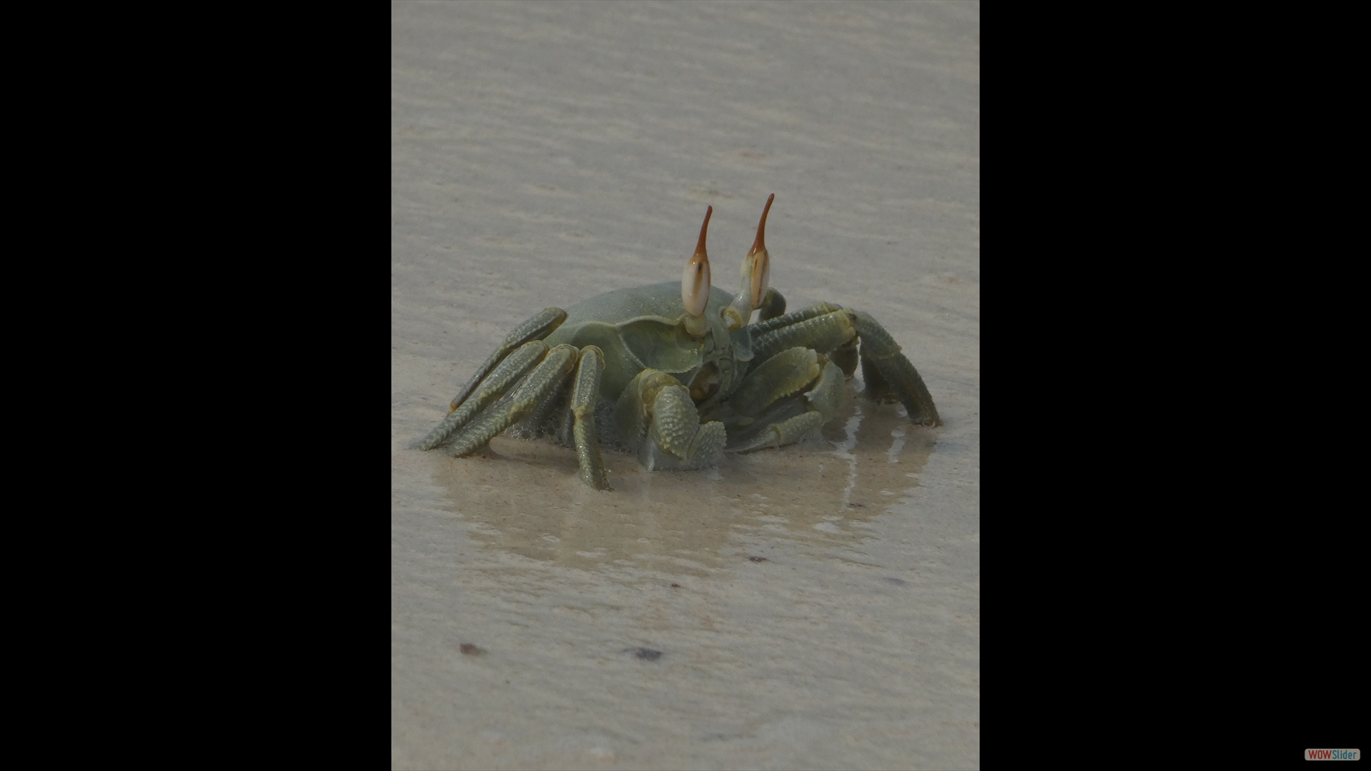 Geisterkrabbe (Ocypode ceratopthalma)