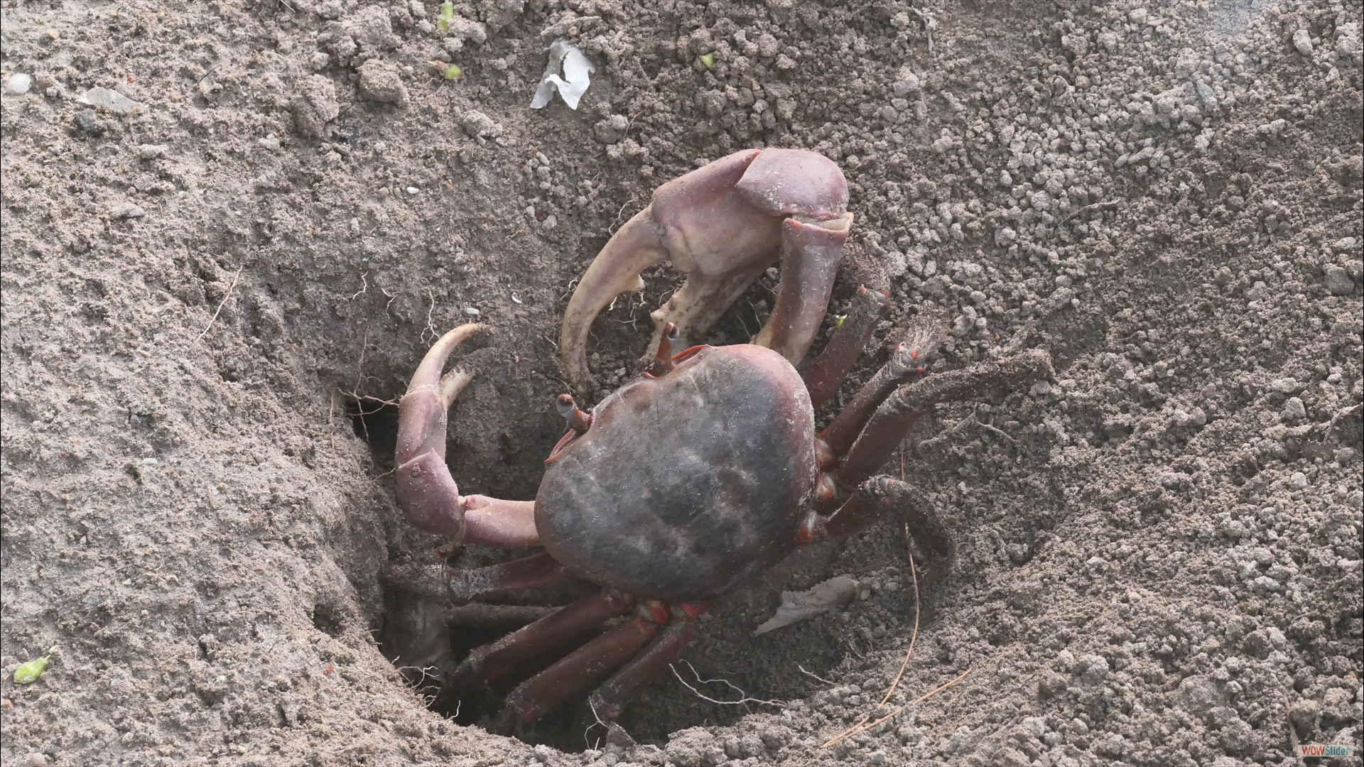 Riesenlandkrabbe (Cardisoma carnifex)