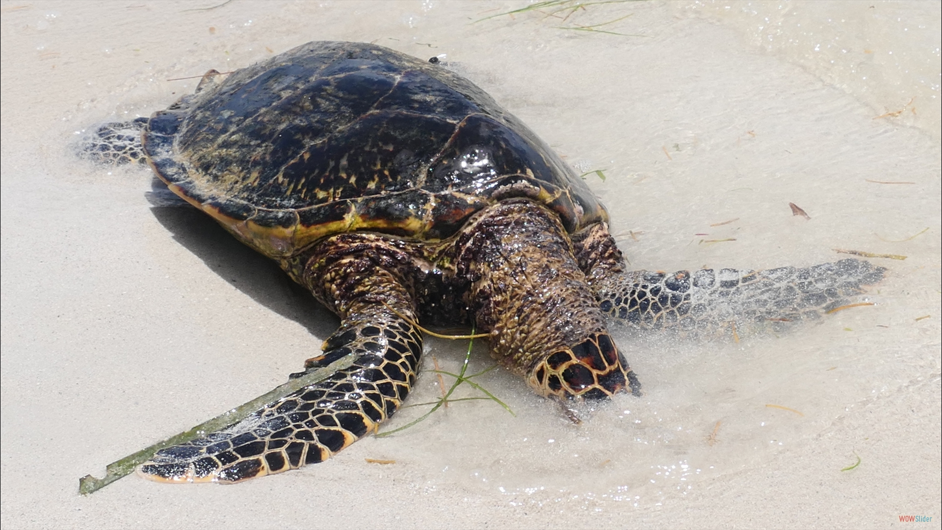 Echte Karettschildkröte (Eretmochelys imbricata) - leider nicht mehr lebend