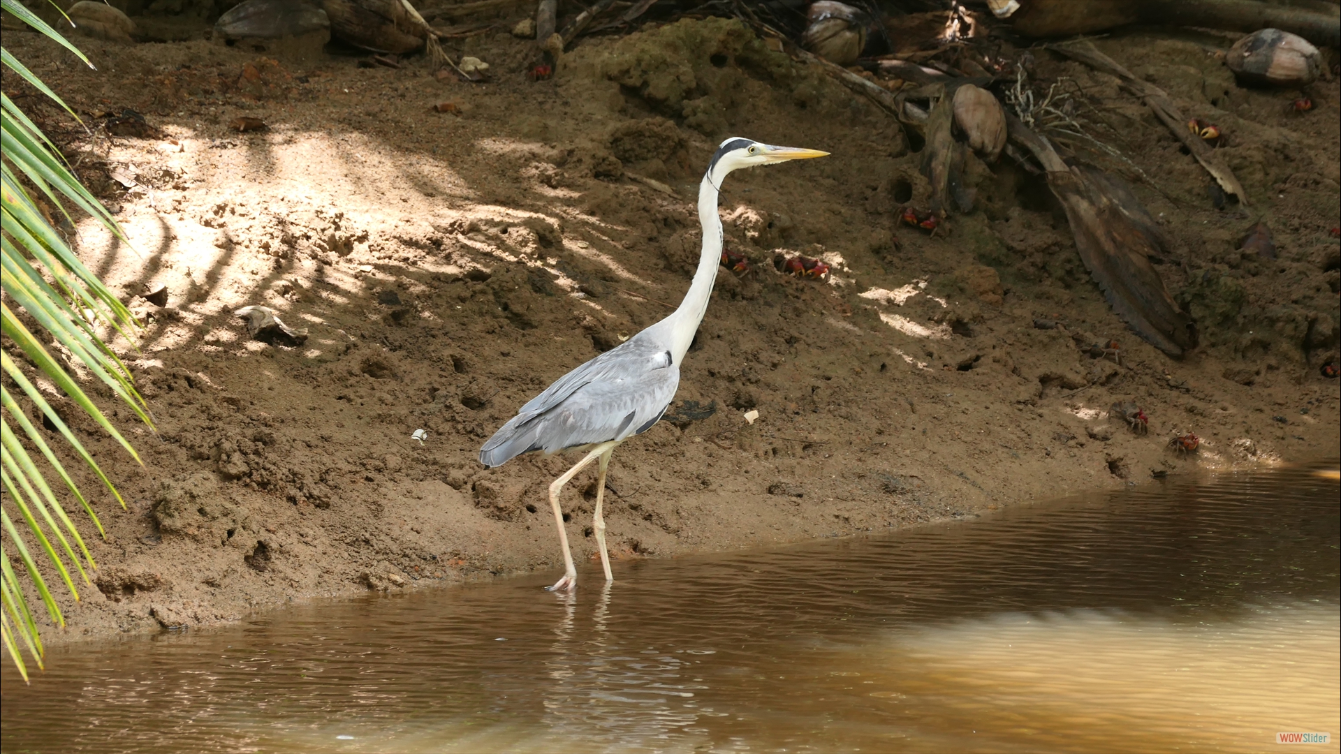 Graureiher (Ardea cinerea)