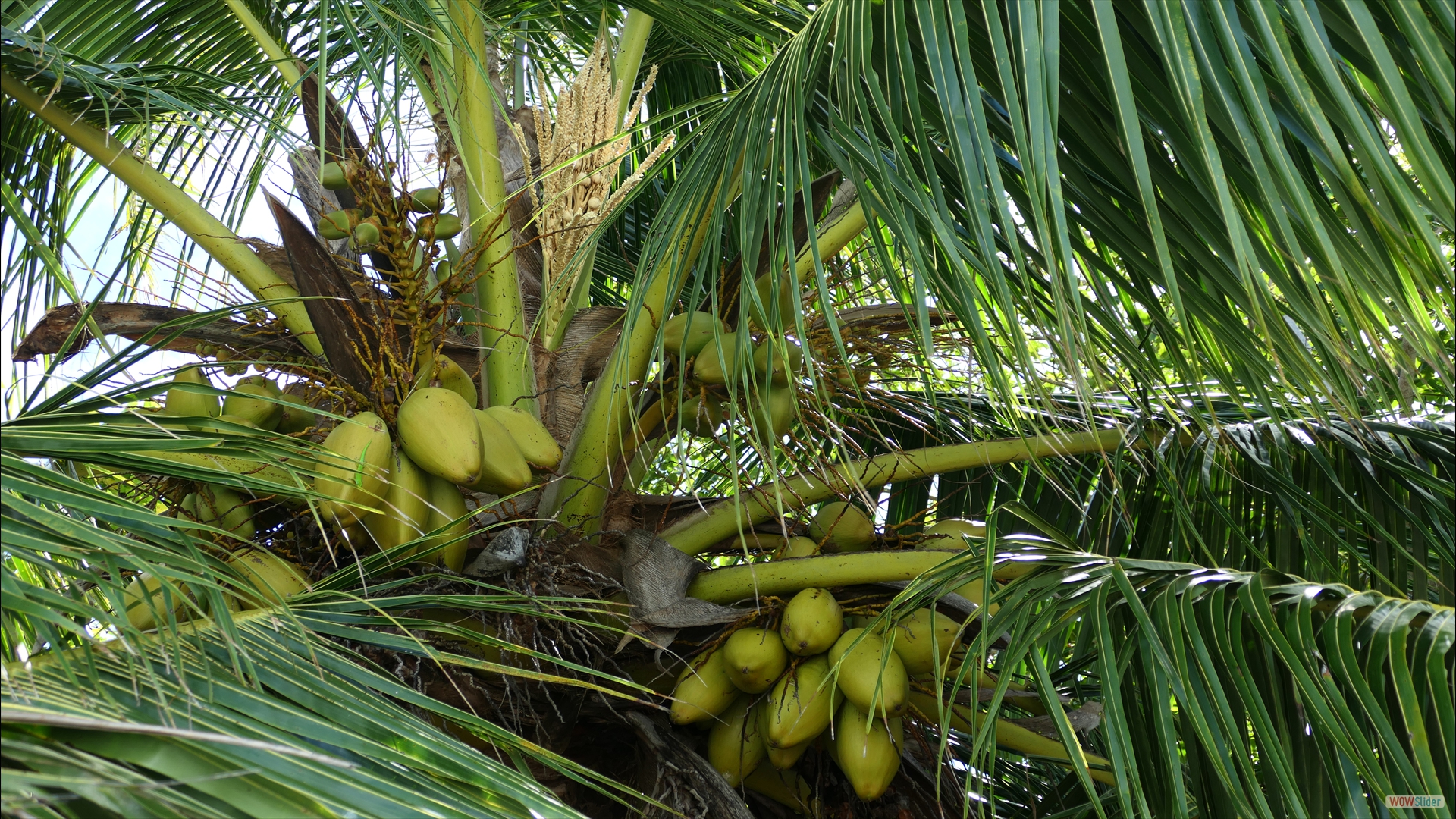 Kokospalme (Cocos nucifera)