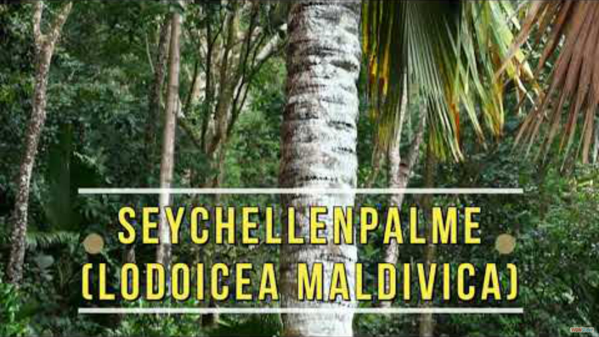Seychellenpalme (Lodoicea maldivica)