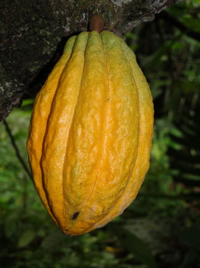Ein Bild, das Baum, draußen, Obst enthält.
Automatisch generierte Beschreibung