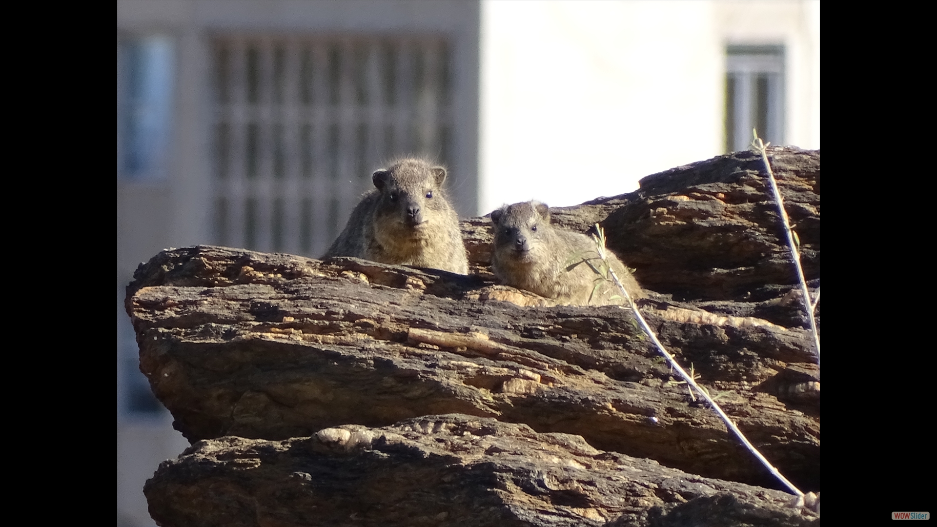 Klippschliefer (Procavia capensis)