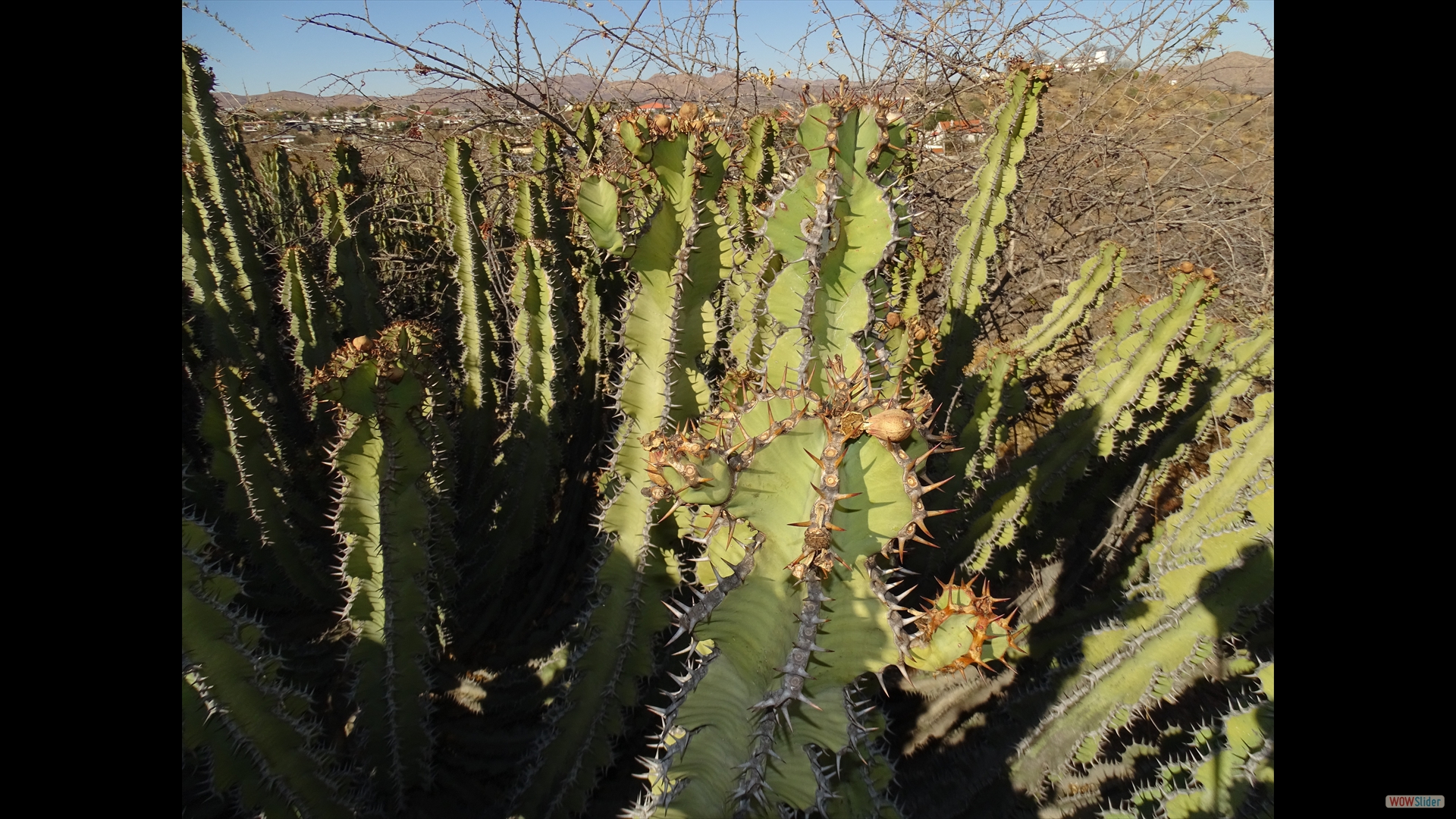 Euphorbia viridis