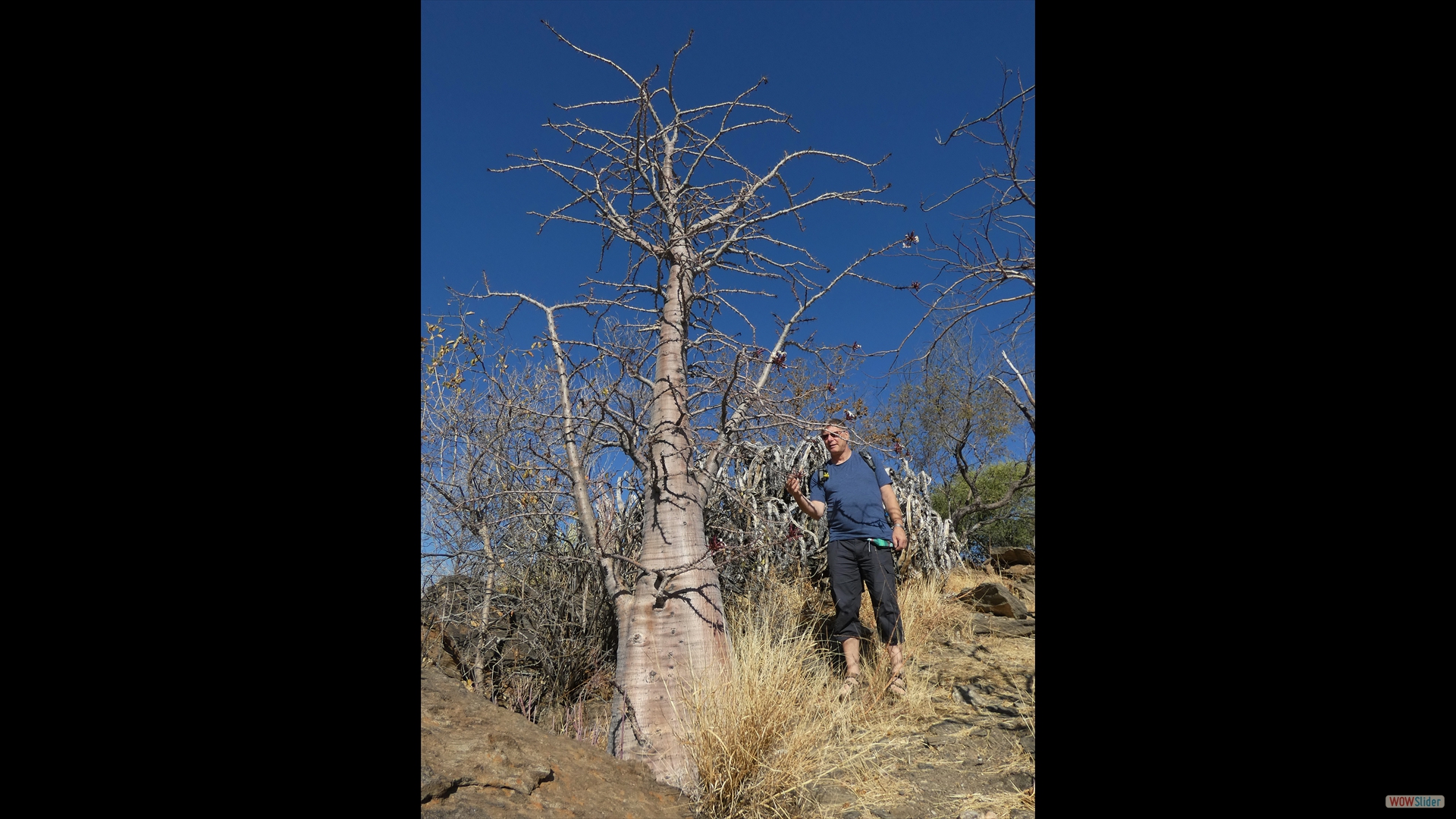 Pachypodium lealii