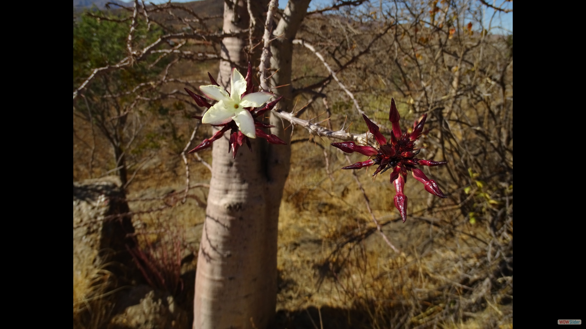 Pachypodium lealii