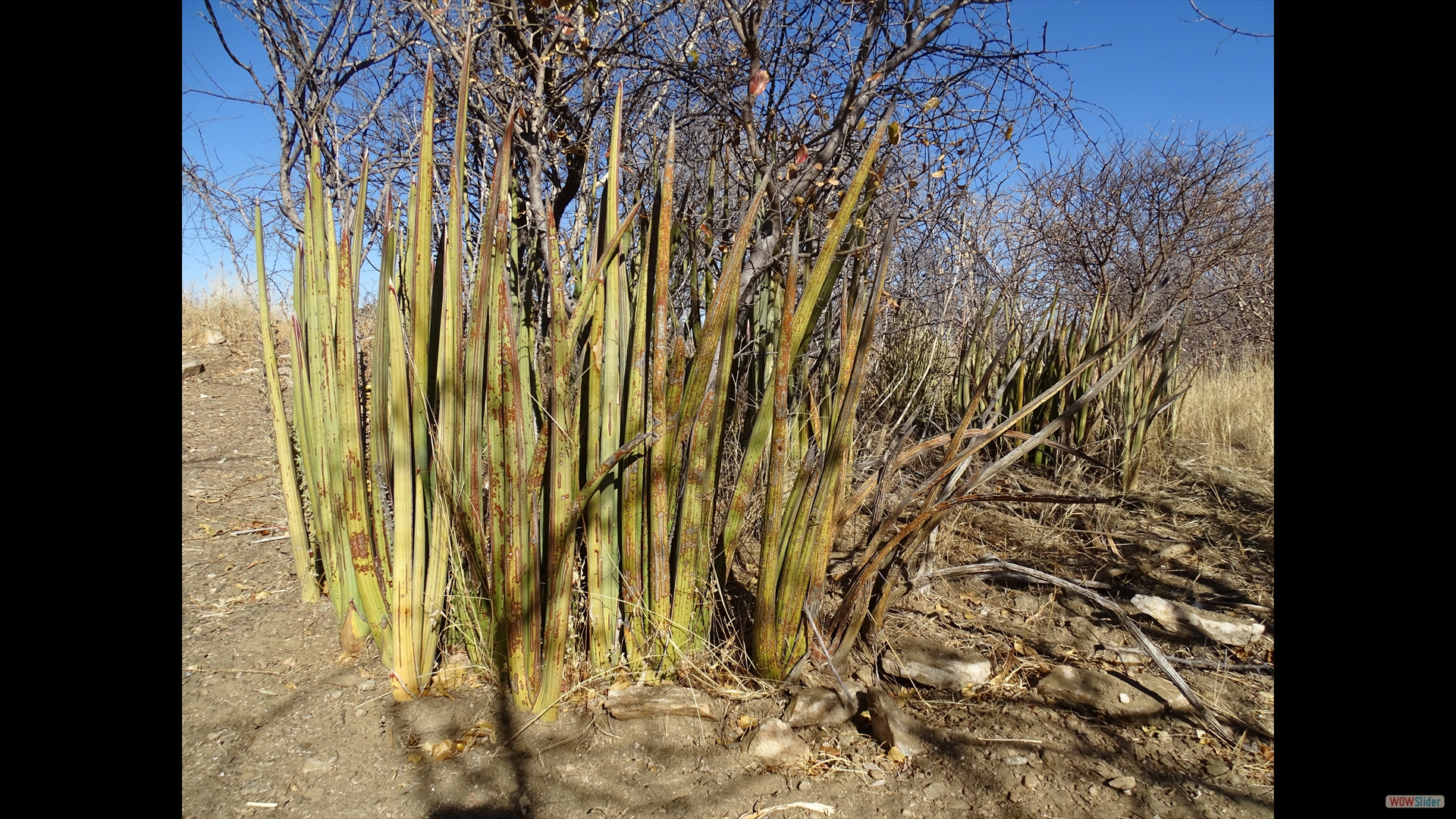 Sansevieria pearsonii