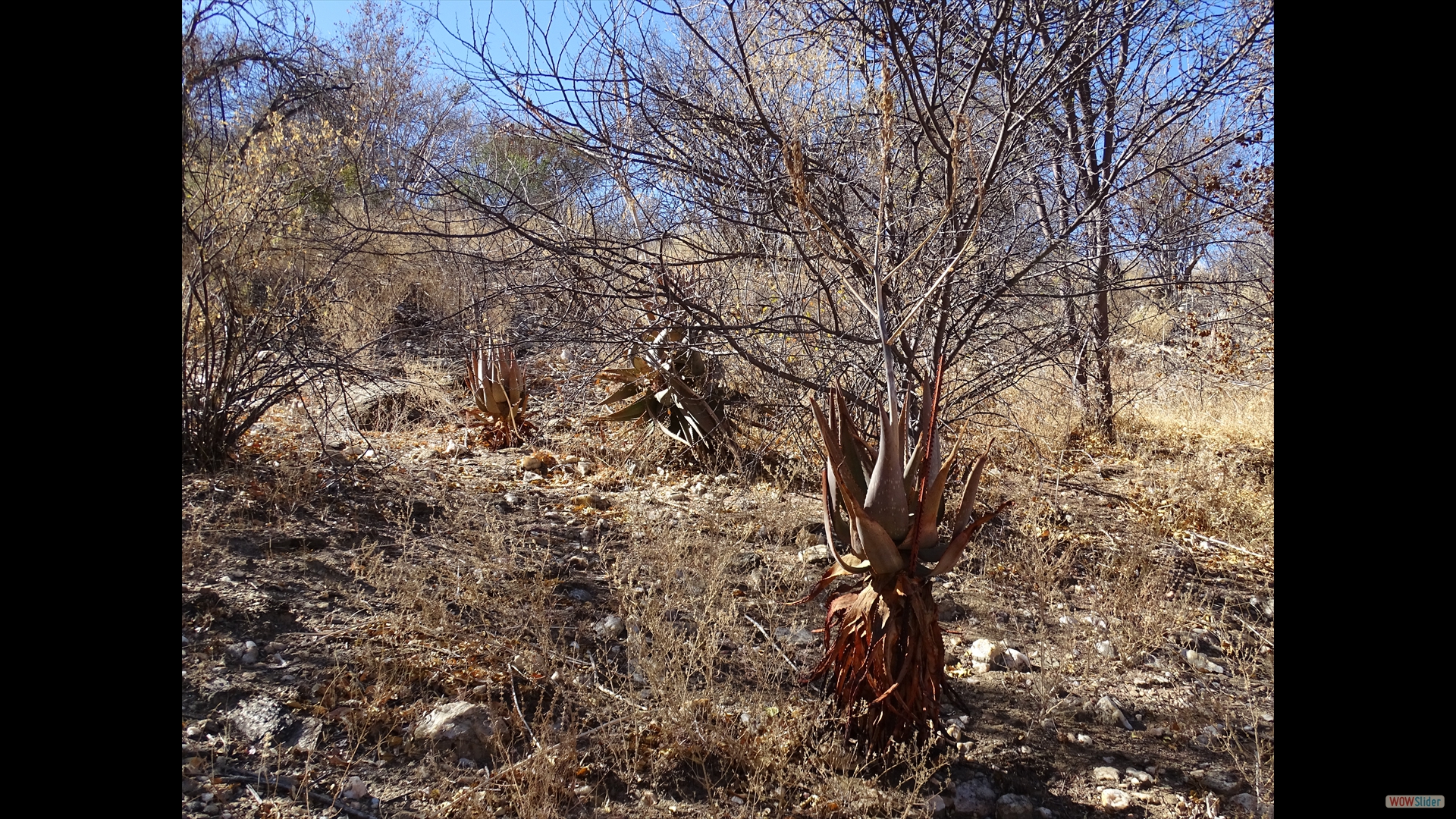 Aloe littoralis