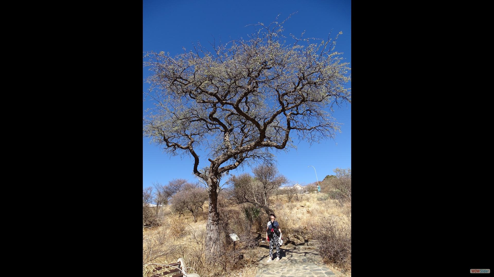 Kamelorn (Vachellia erioloba)