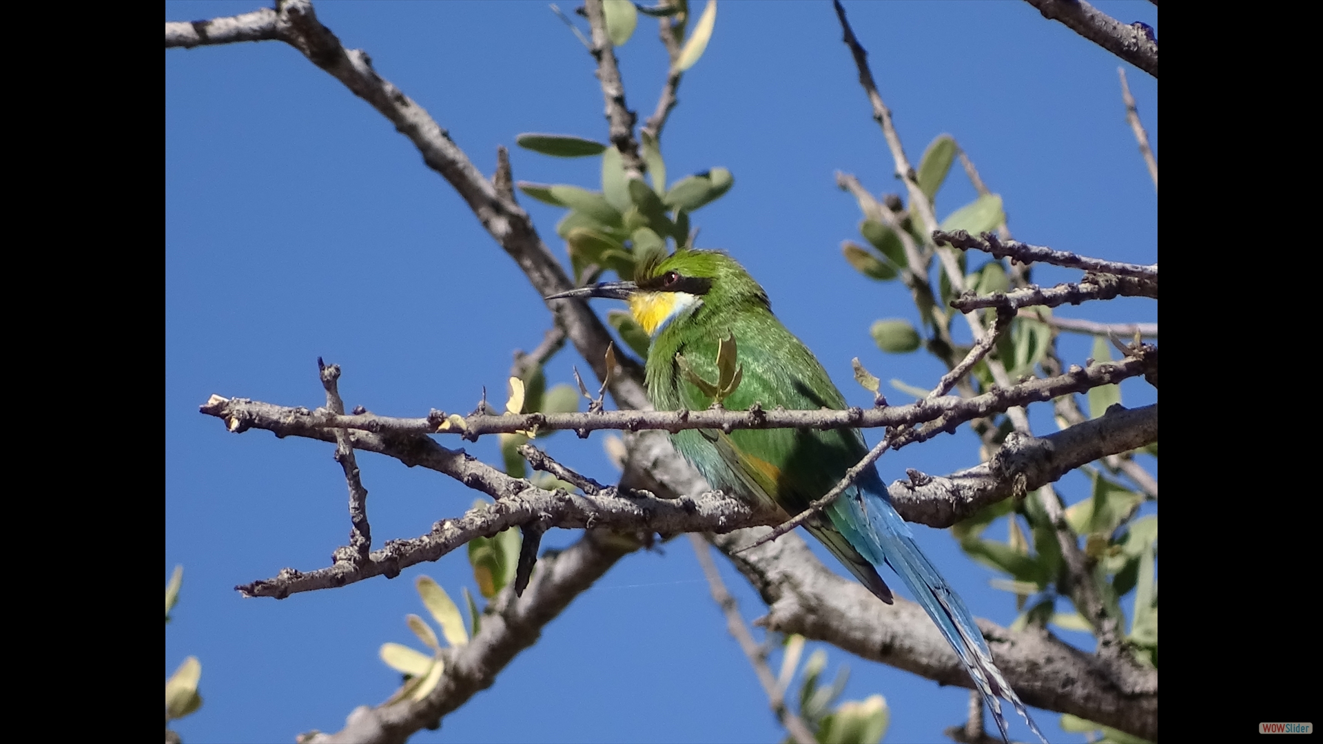 Grüner Bienenfresser (Merops persicus)