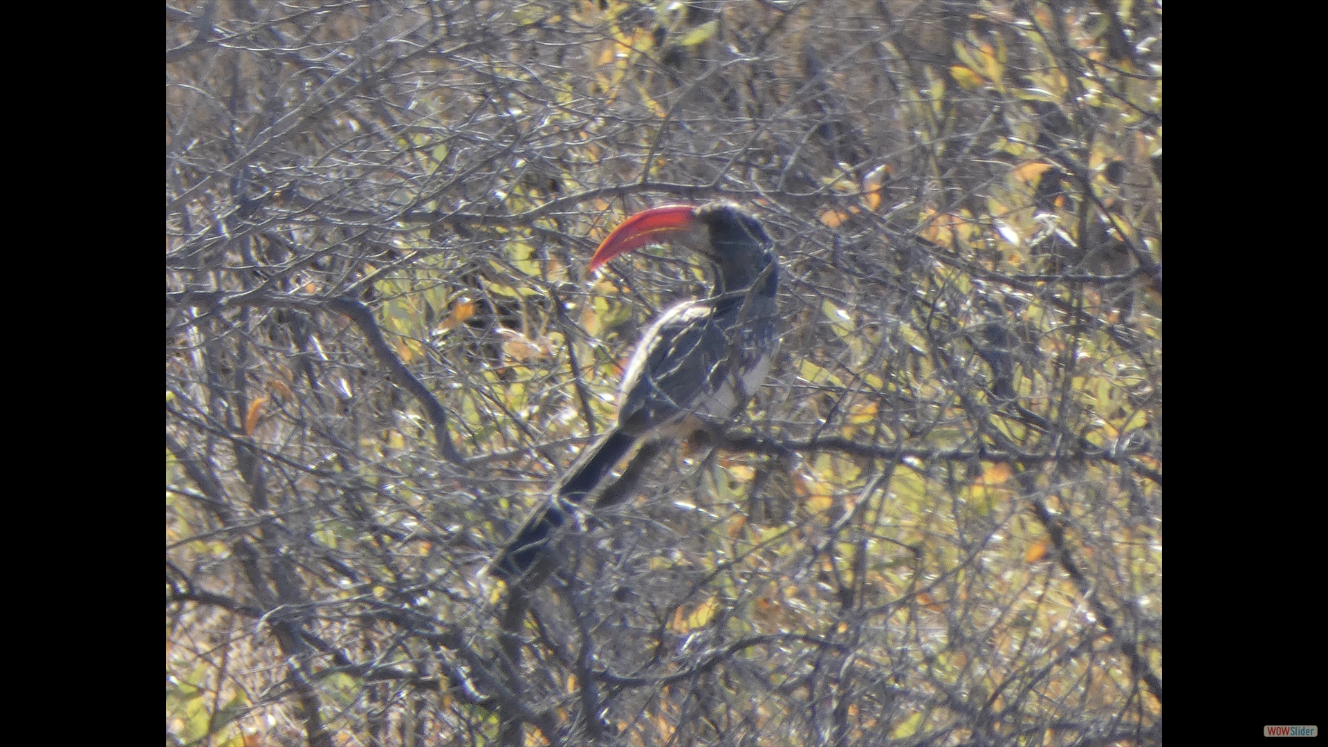 Rotschnabeltoko (Tockus erythrorhynchus)