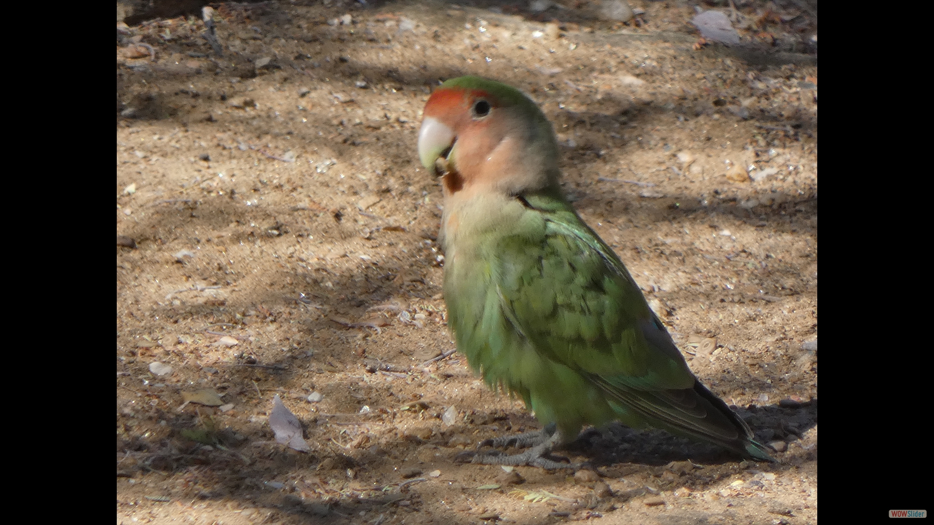 Kappapagei (Poicephalus robustus)