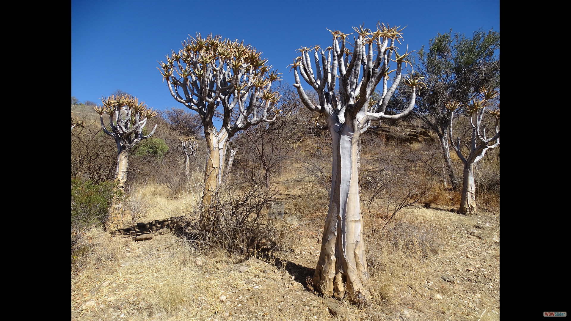 Köcherbaum (Aloe dichotoma)