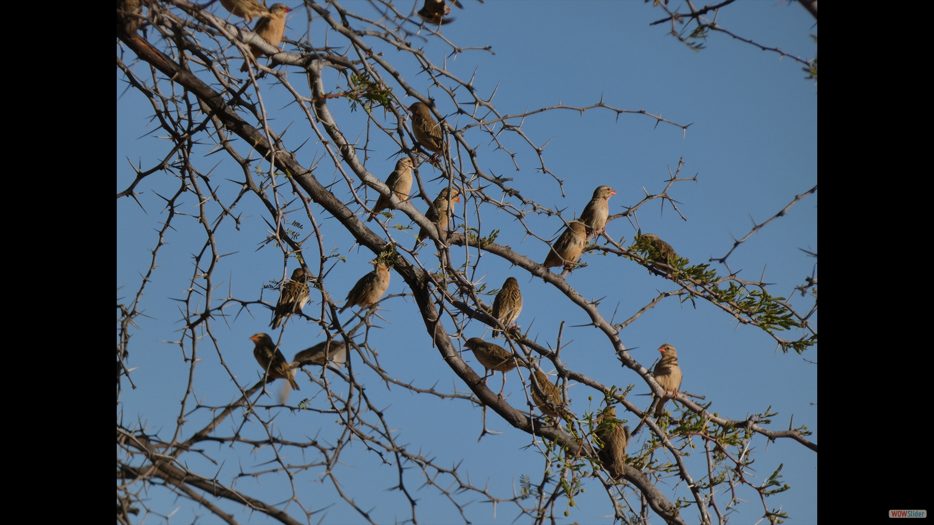 Siedelweber (Philetairus socius)