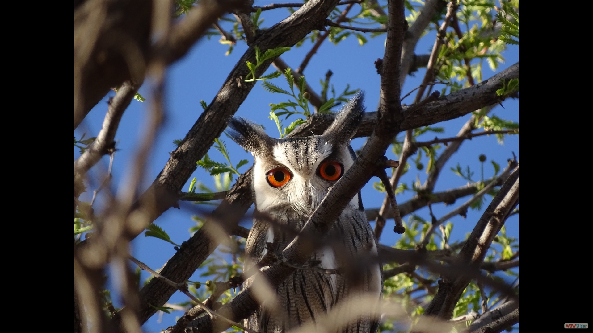  Südbüscheleule oder Südliche Weißgesichtseule (Ptilopsis granti)