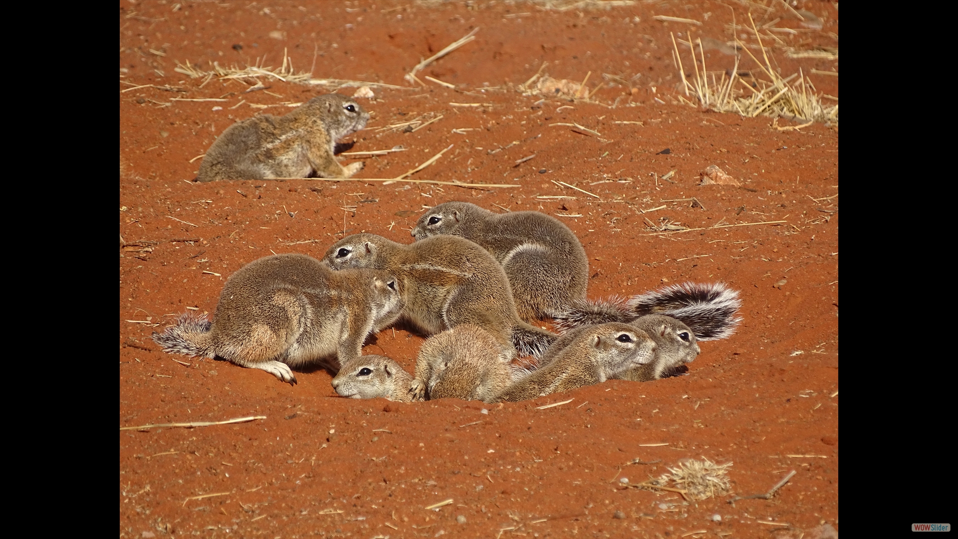 Kaokoveld- oder Damara-Borstenhörnchen (Xerus princeps)