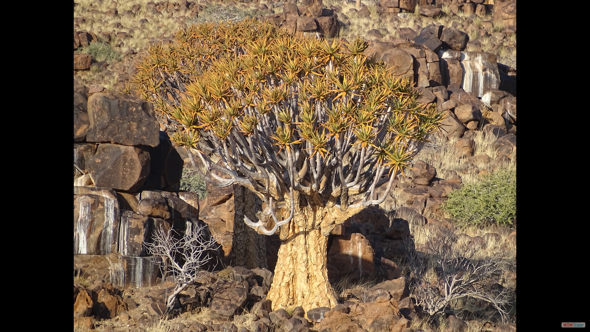 Köcherbaum (Aloe dichotoma)