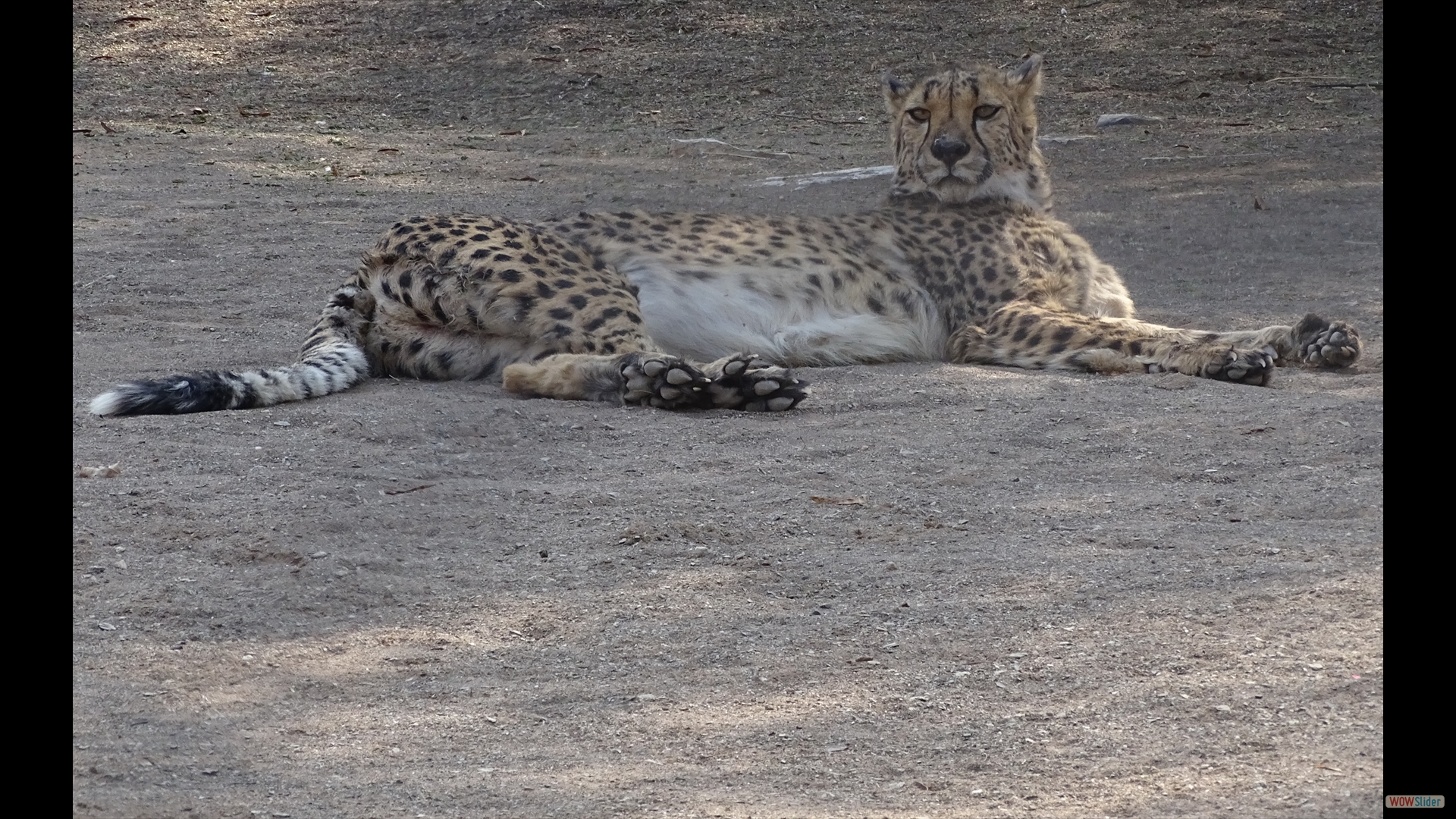 Leopard (Panthera pardus)