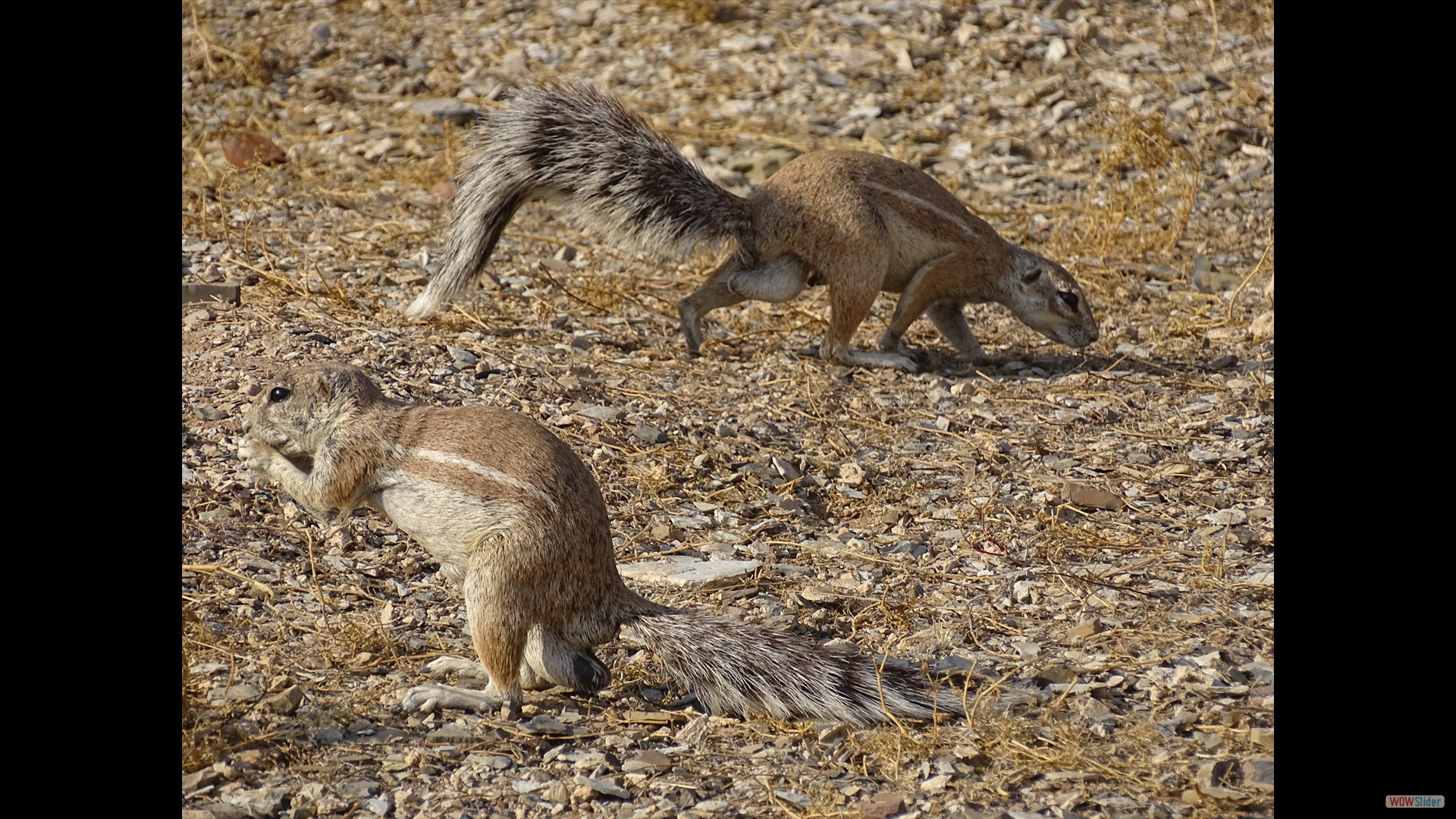 Gestreifte Borstenhörnchen (Xerus erythropus)