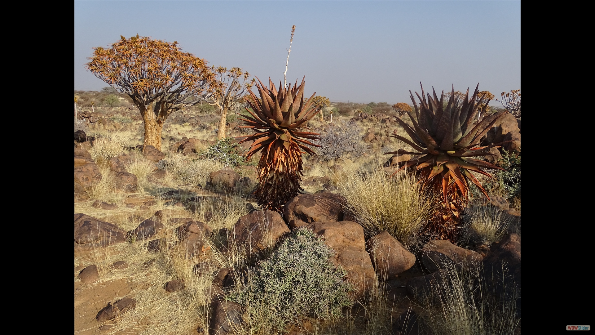 Aloe littoralis