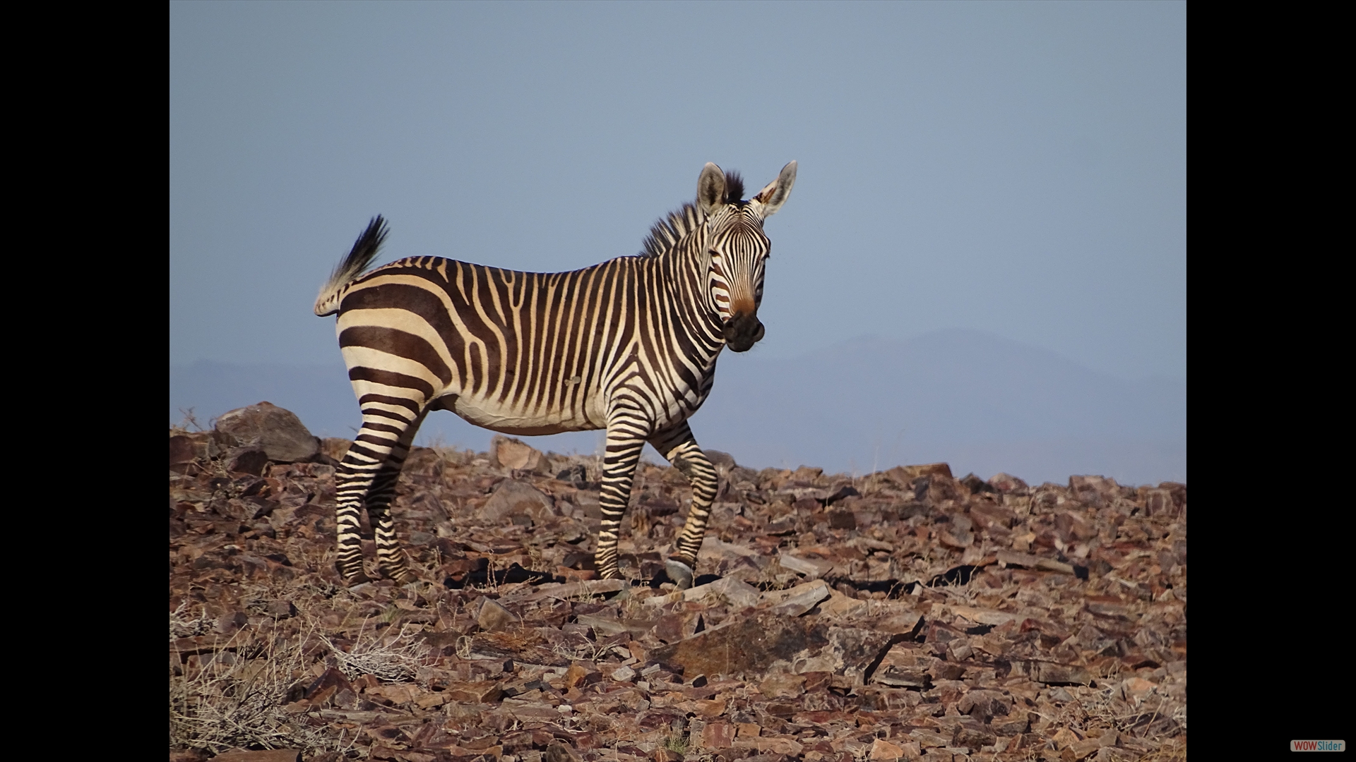 Steppenzebra (Equus quagga)