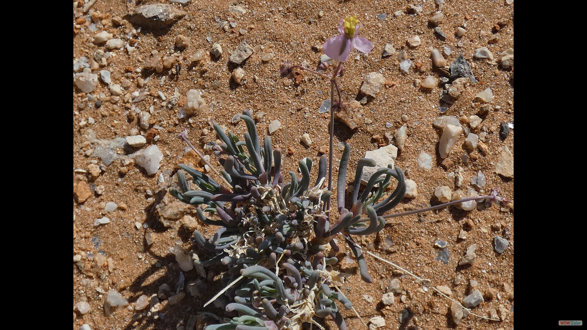 Branksuring (Kewa salsoloides)