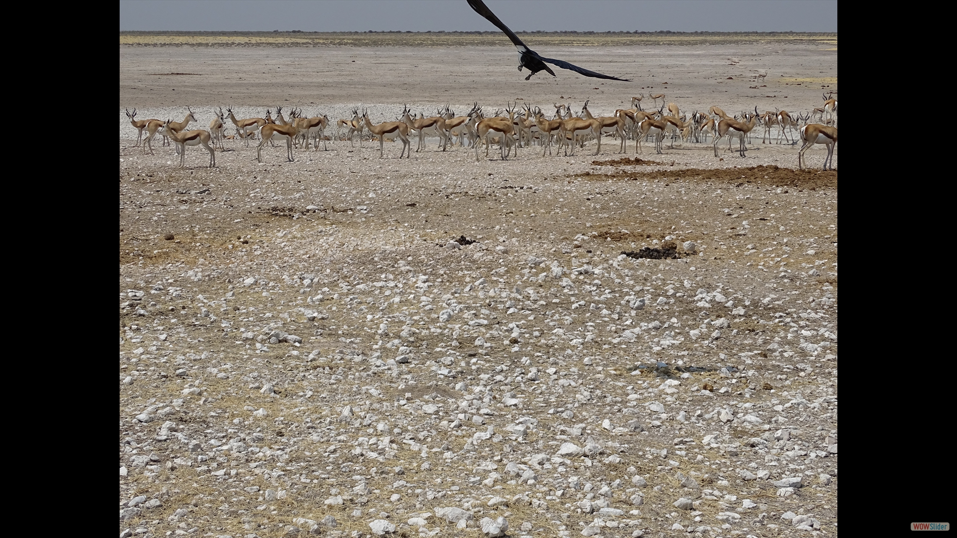 Springbock
(Antidorcas marsupialis)