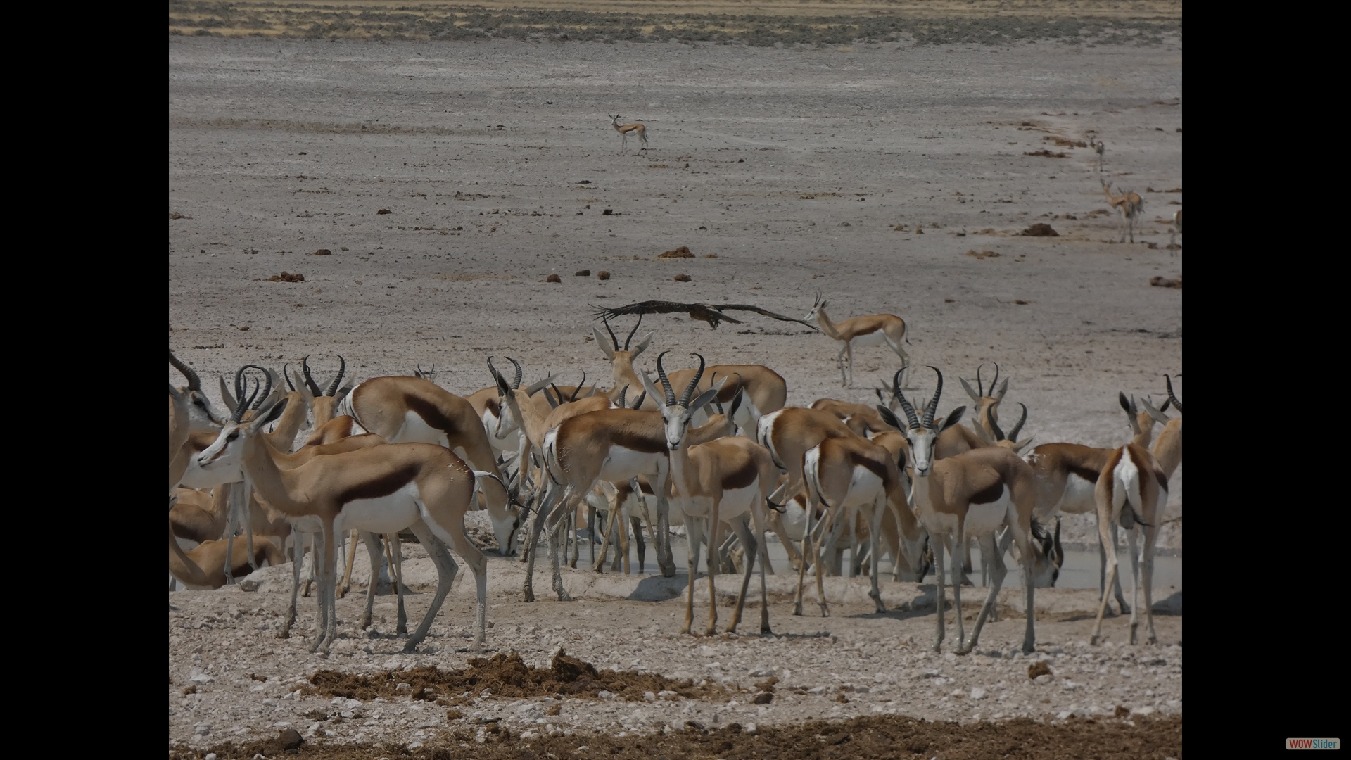 Springbock
(Antidorcas marsupialis)