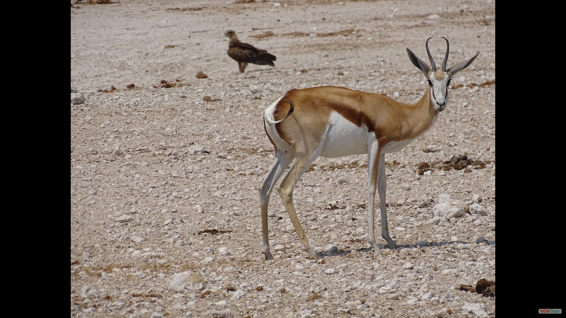Springbock
(Antidorcas marsupialis)