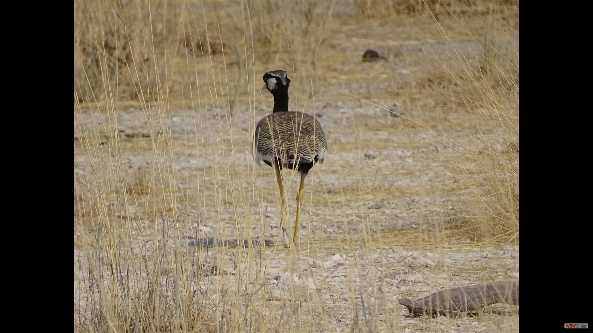Weißflügeltrappe (Afrotis-afraoides)