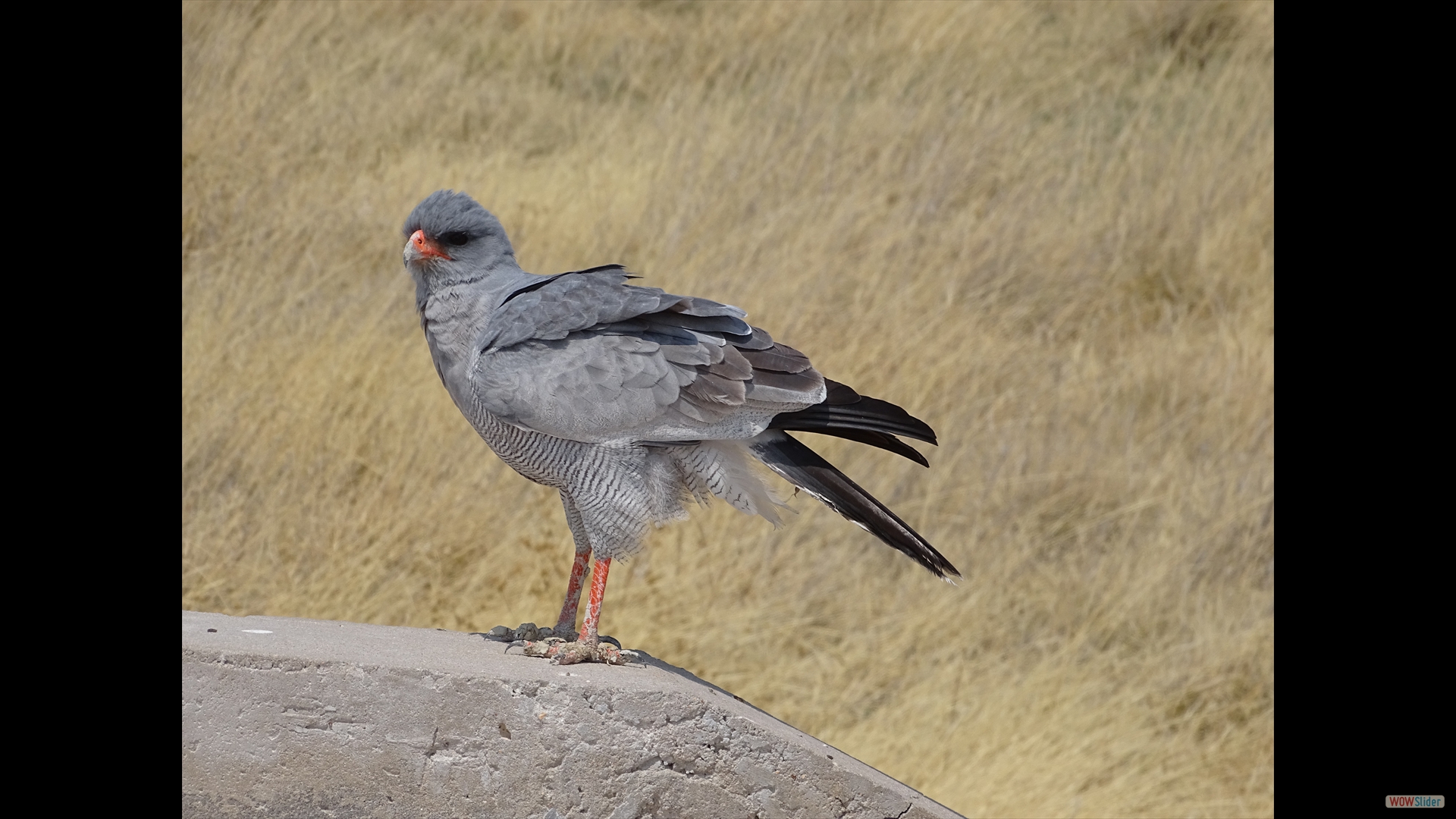 Gabarhabicht (Micronisus gabar)