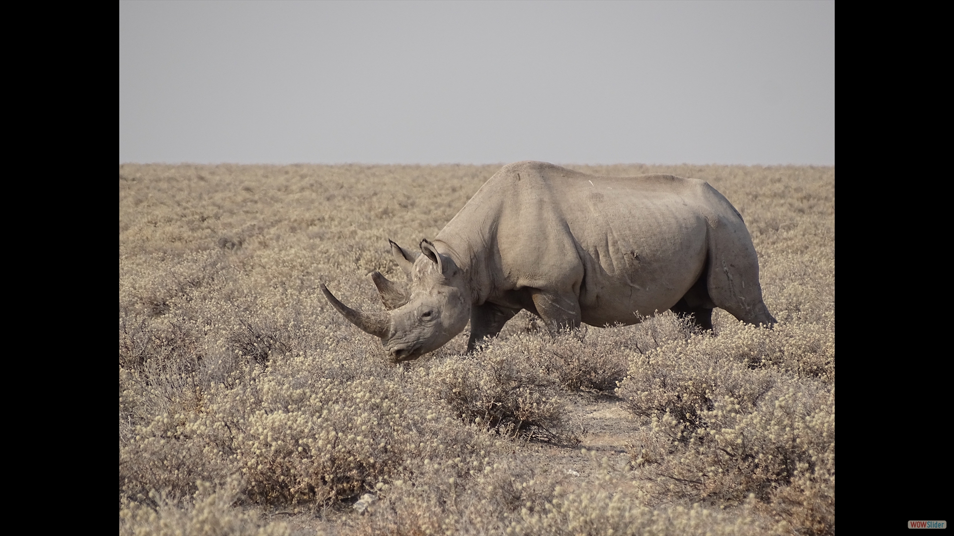 Spitzmaulnashorn (Diceros bicornis)