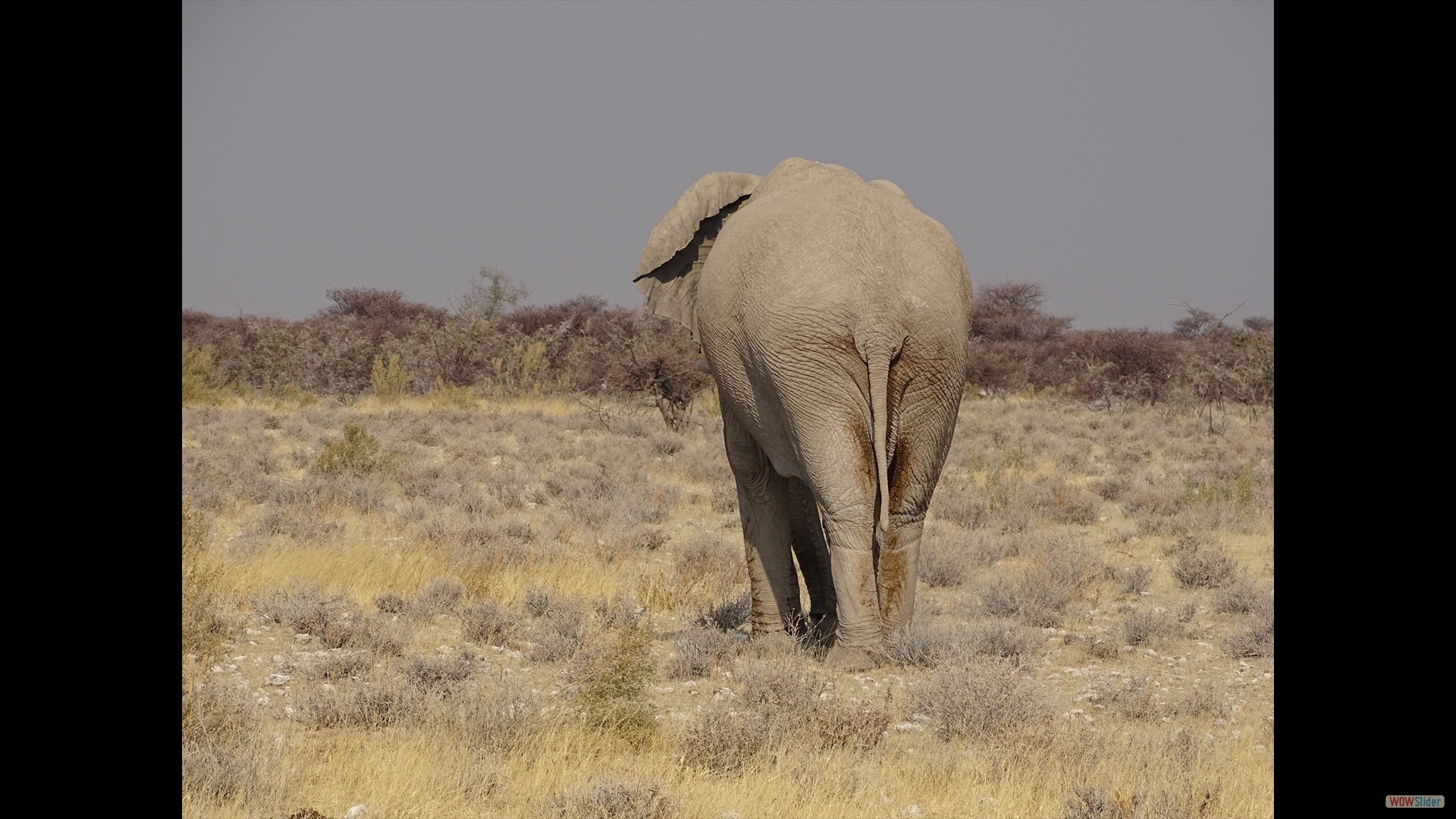 Afrikanischer Steppenelefant (Loxodonta-africana)