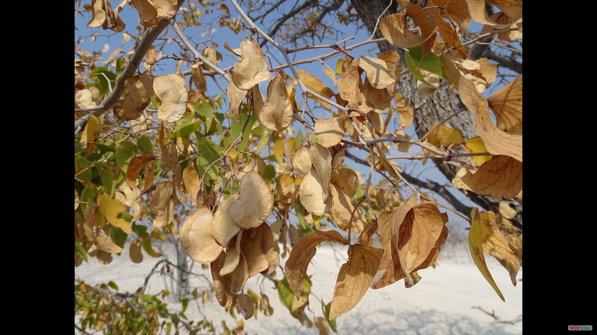 Colophospermum mopane