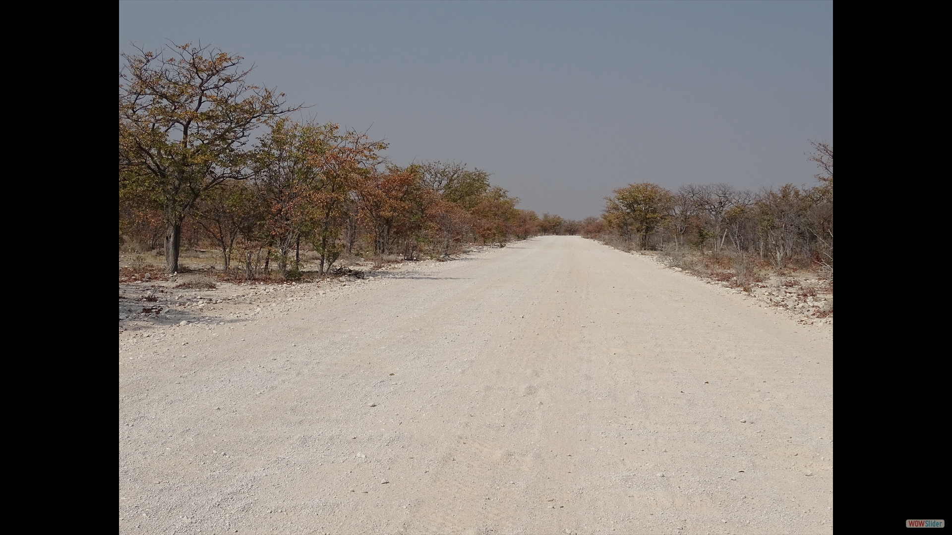 Colophospermum mopane (Märchenwald im etosha)