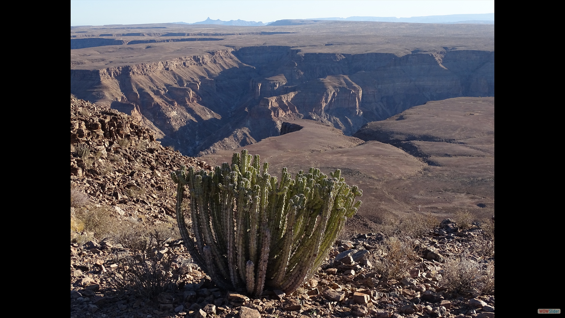 Euphorbia viridis