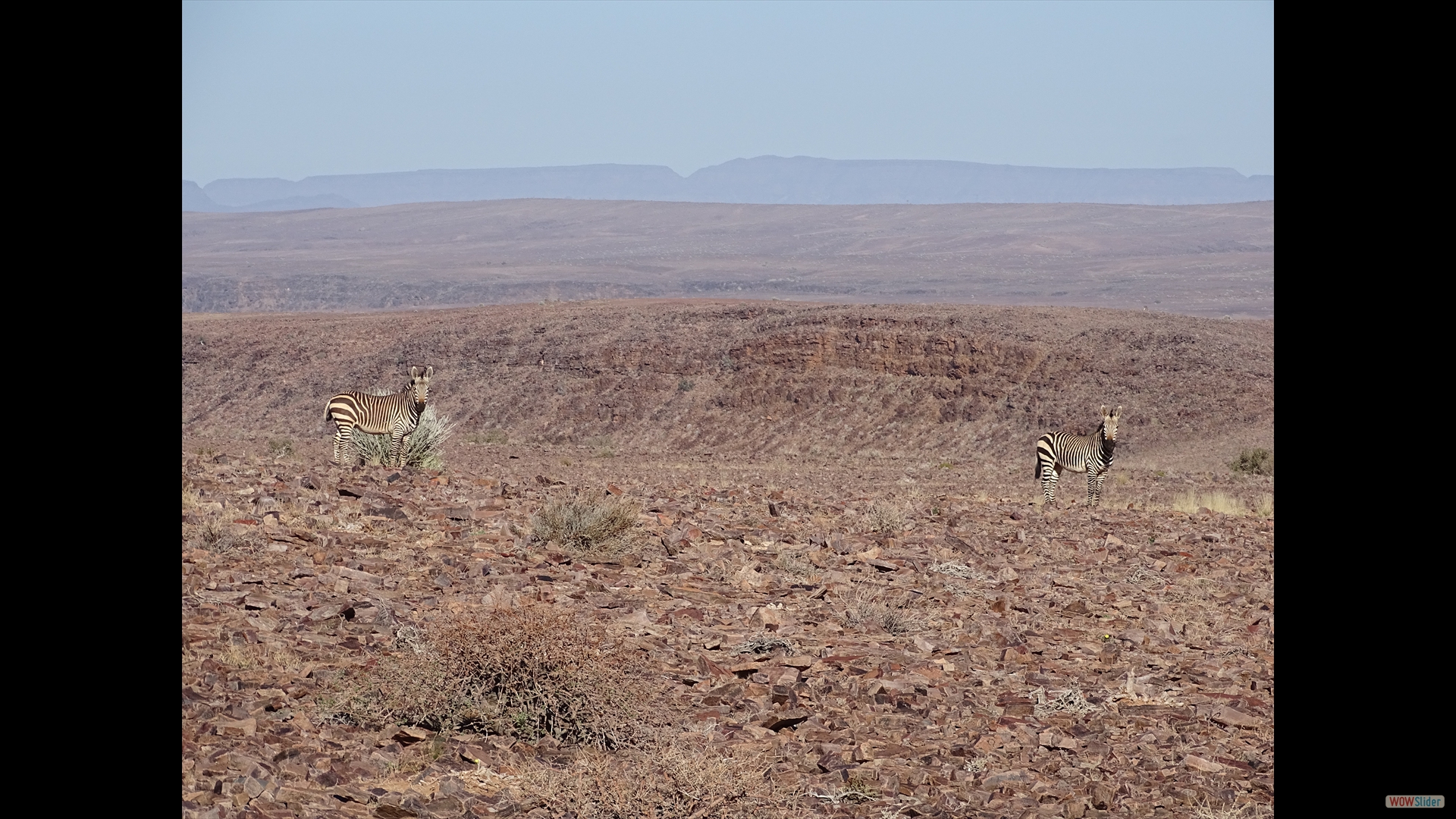 Zebras auf der Fahrt nach Ai-Ais