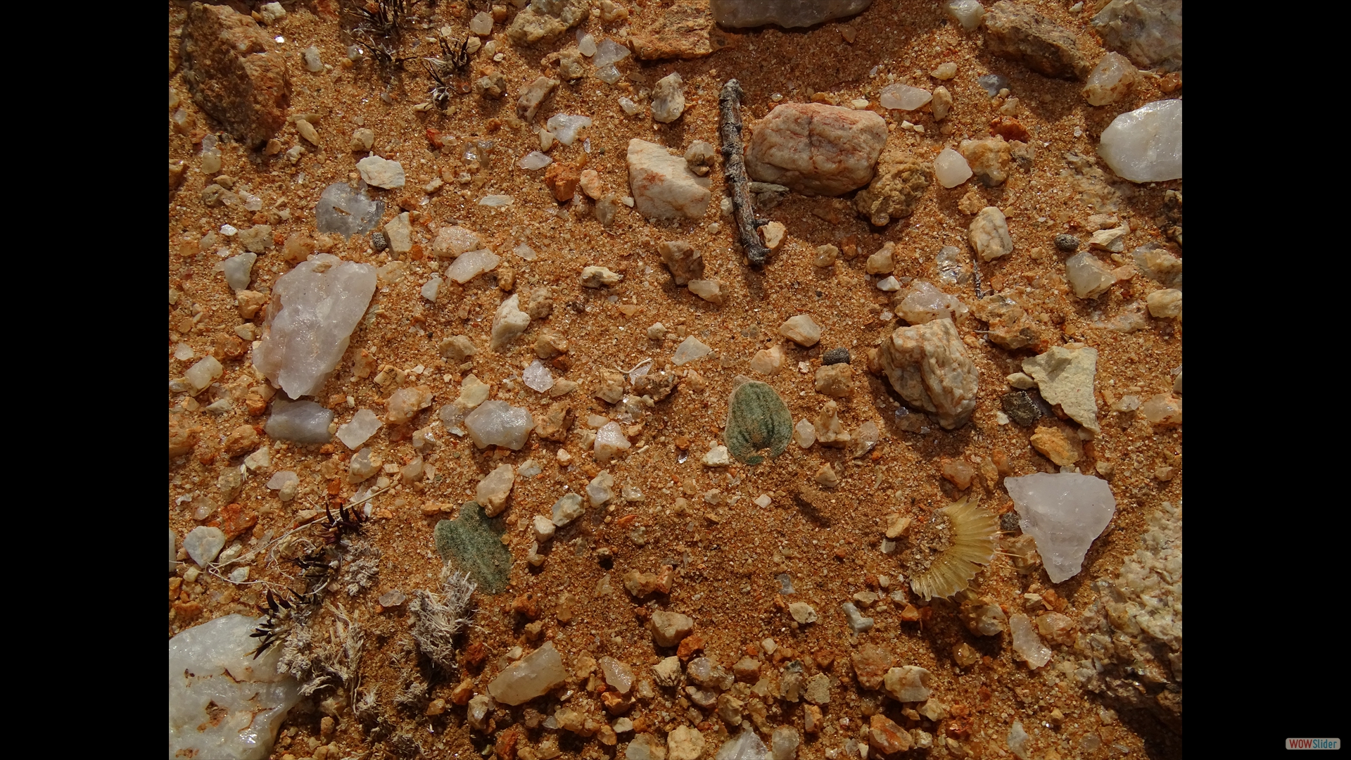 eine kleine Knolle steckt etwa 5 cm tief