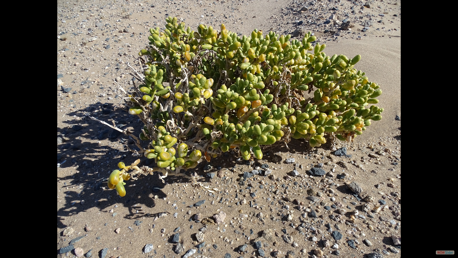 Pickle bush (Augea capensis)