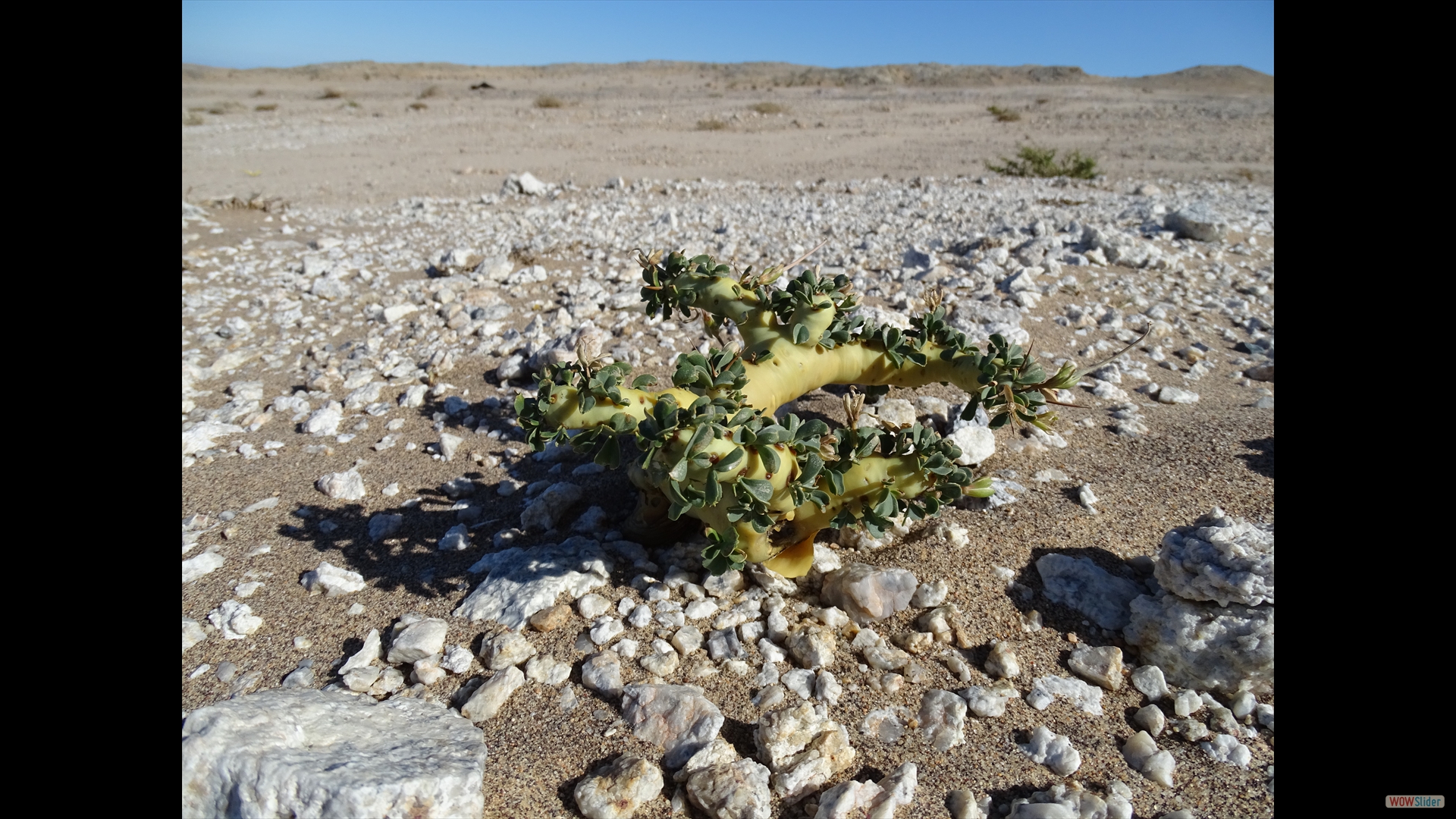 Bushman's candle (Monsonia patersonii)